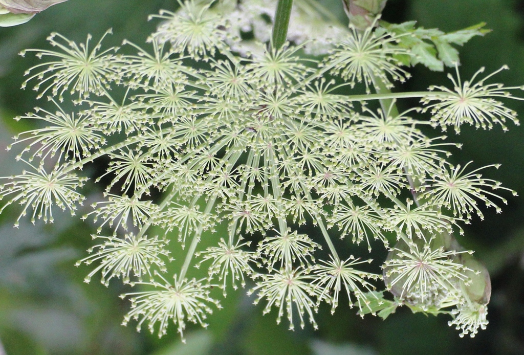 線香花火