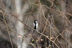 シジュウカラ