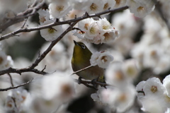 春の香りを楽しむ