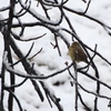 雪景色を楽しむ