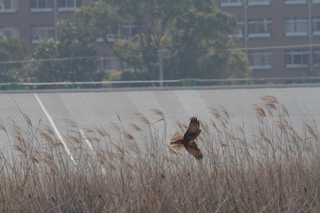 河川敷の野鳥（チュウヒ）