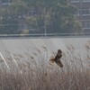 河川敷の野鳥（チュウヒ）