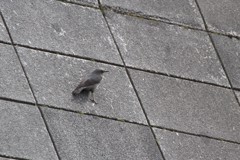 どなたか名前を教えてもらえませんか