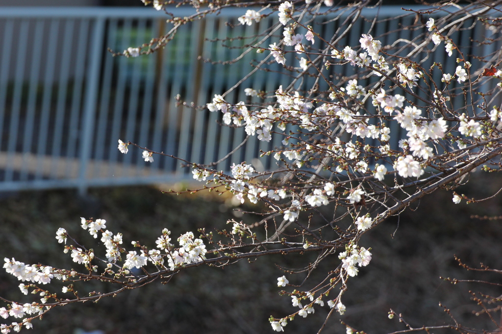 勘違い桜