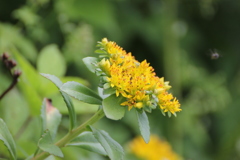 伊吹山夏の花