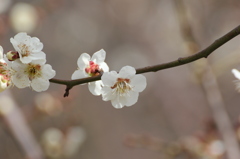 梅
