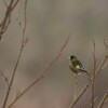 河川敷の野鳥