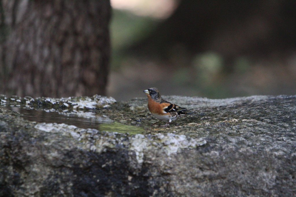 大阪城公園の野鳥達（アトリ）