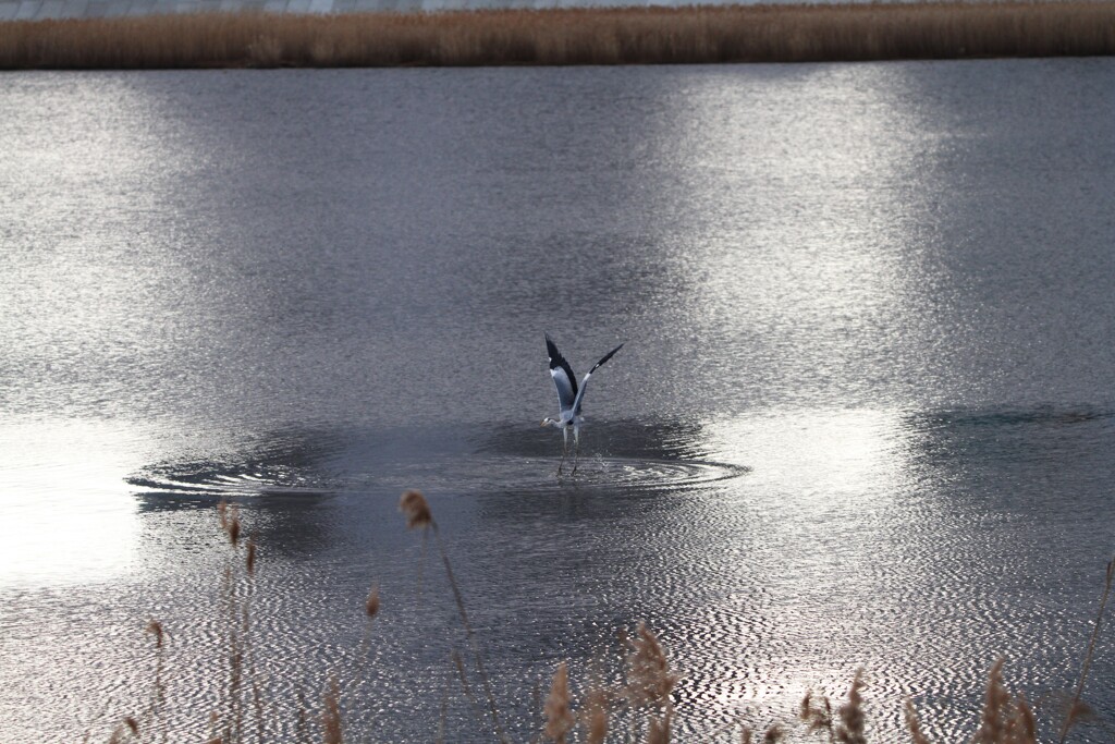 水鳥の飛び立ち