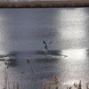 水鳥の飛び立ち