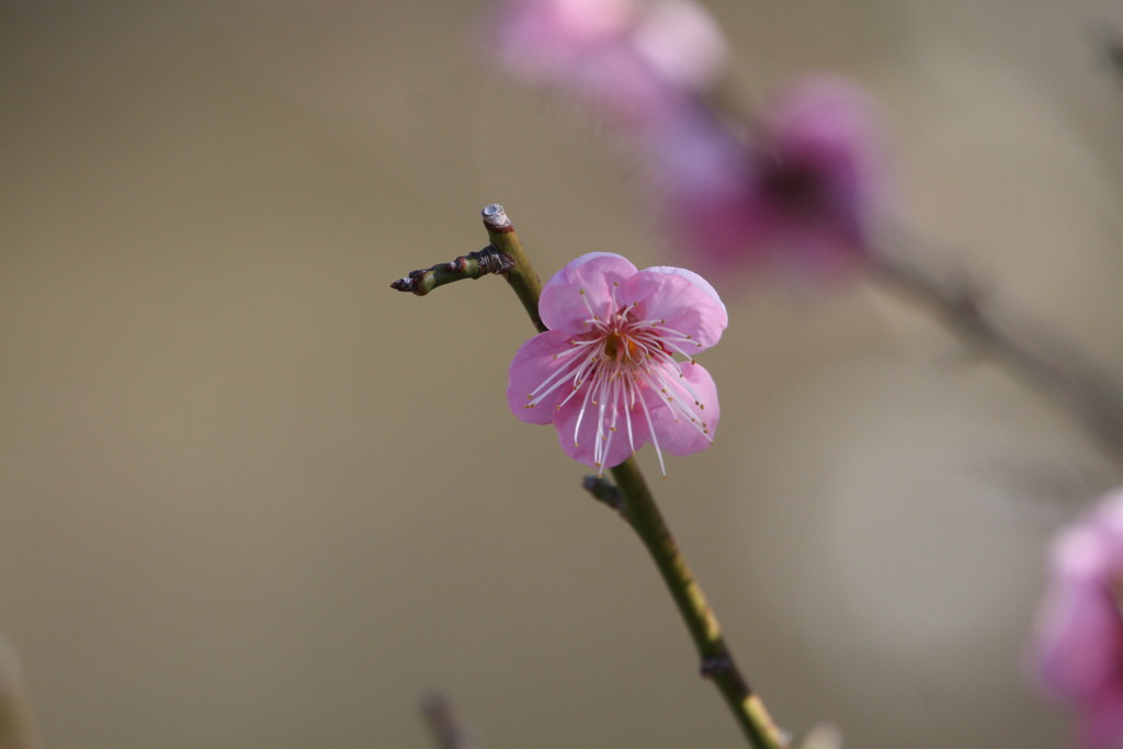 春の花