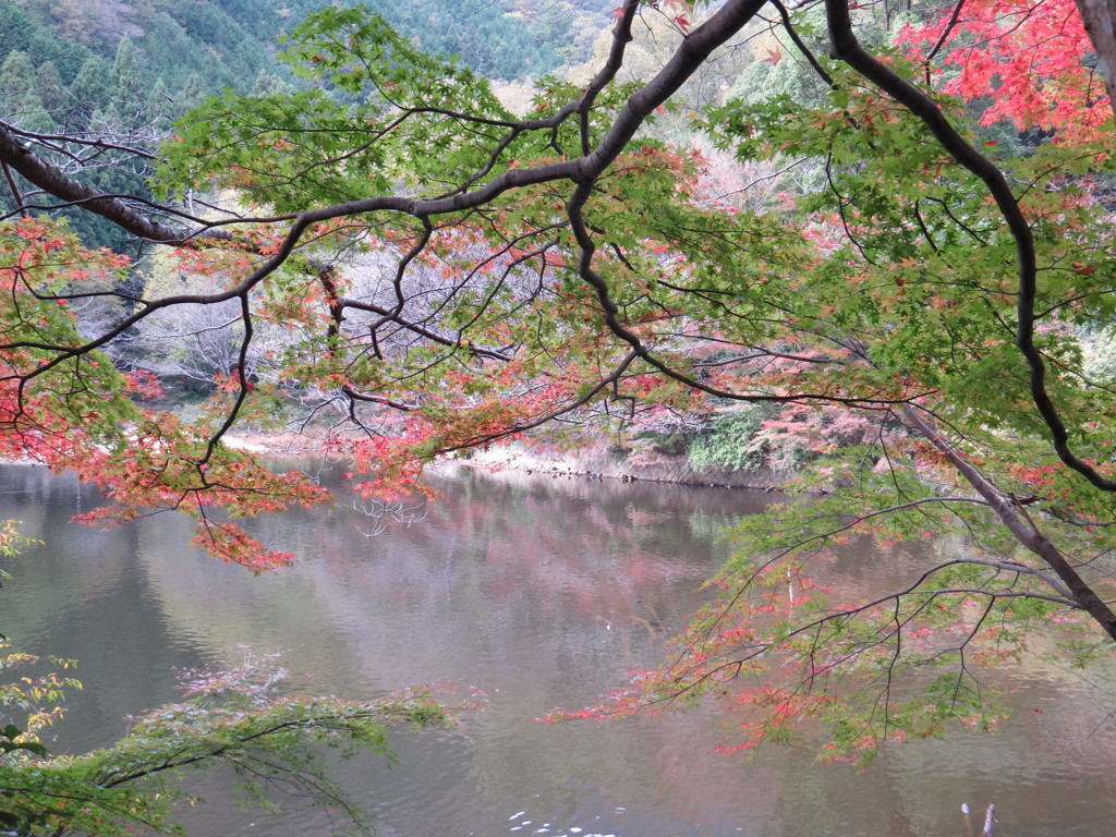 紅葉越しに