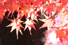 堀川 紅葉