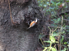 ヤマガラ