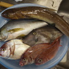 釣果