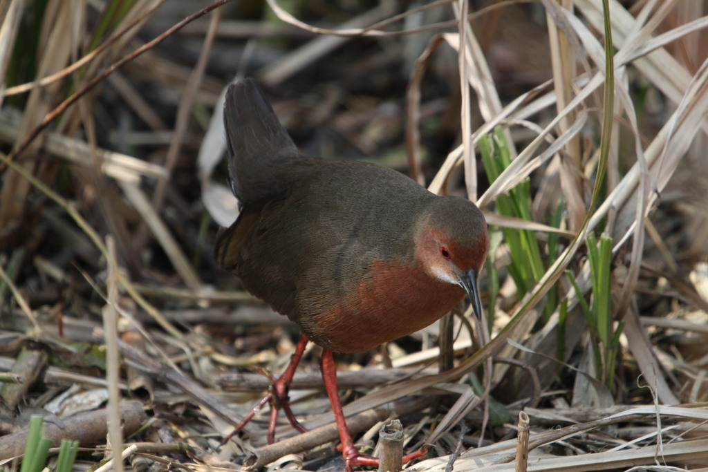 河川敷の野鳥（ヒクイナ）
