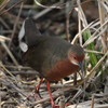 河川敷の野鳥（ヒクイナ）