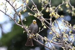 ベジタリアン