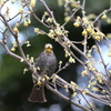 ベジタリアン