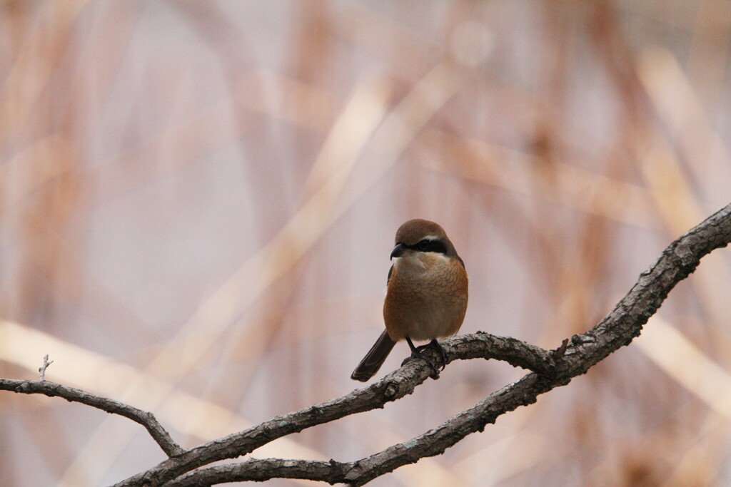 公園の野鳥