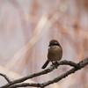 公園の野鳥