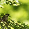 若葉色に染まる