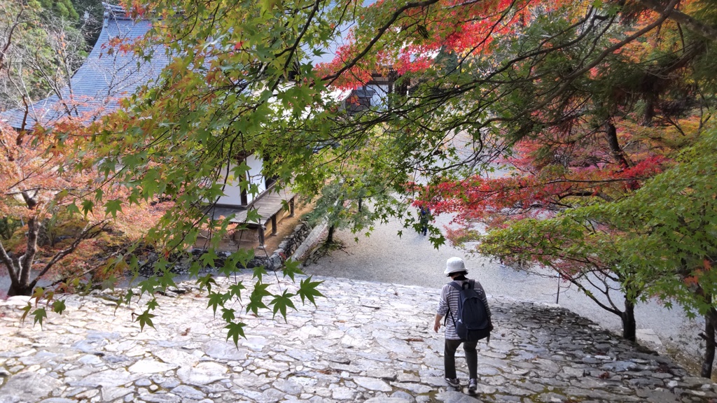 紅葉の季節