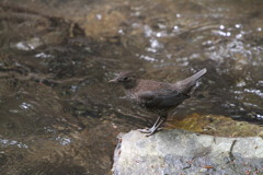 渓流の野鳥（カワガラス）