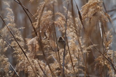 河川敷の野鳥（オオジュリン）