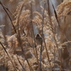 河川敷の野鳥（オオジュリン）