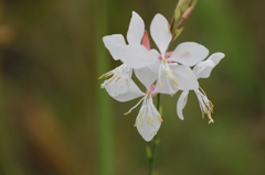 白い花(白蝶草)