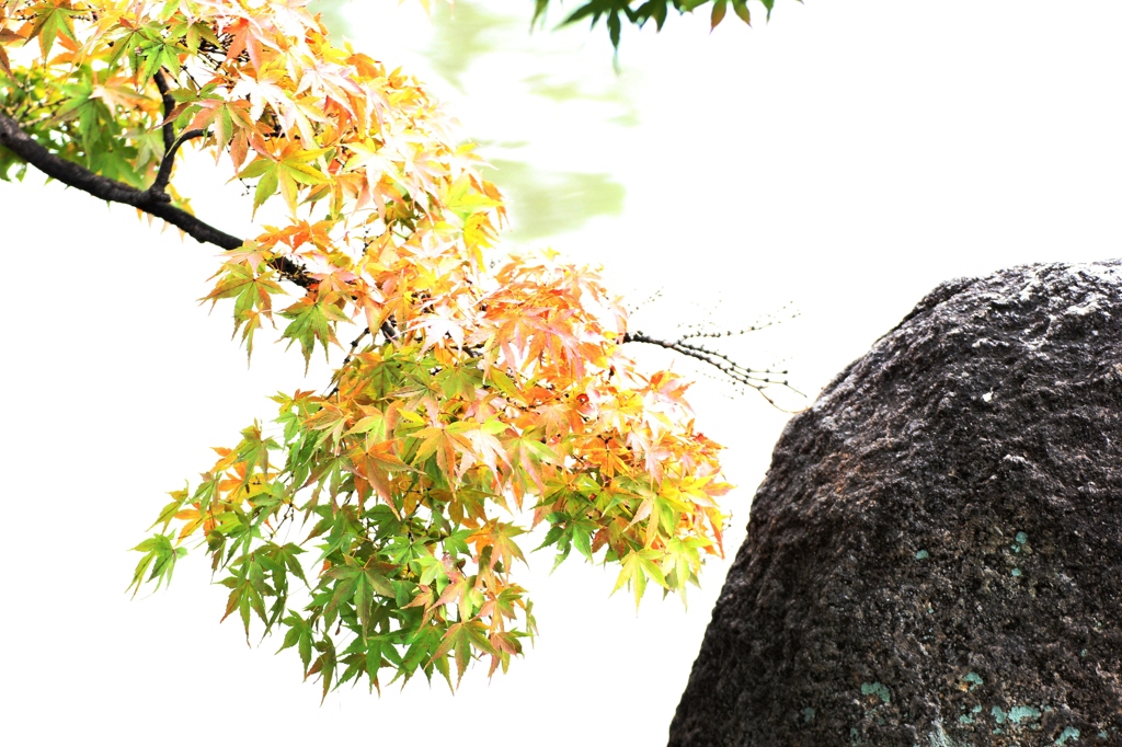 鶴舞公園 もみじ