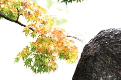 鶴舞公園 もみじ