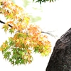 鶴舞公園 もみじ