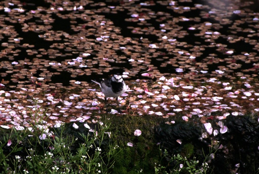 桜を惜しむ