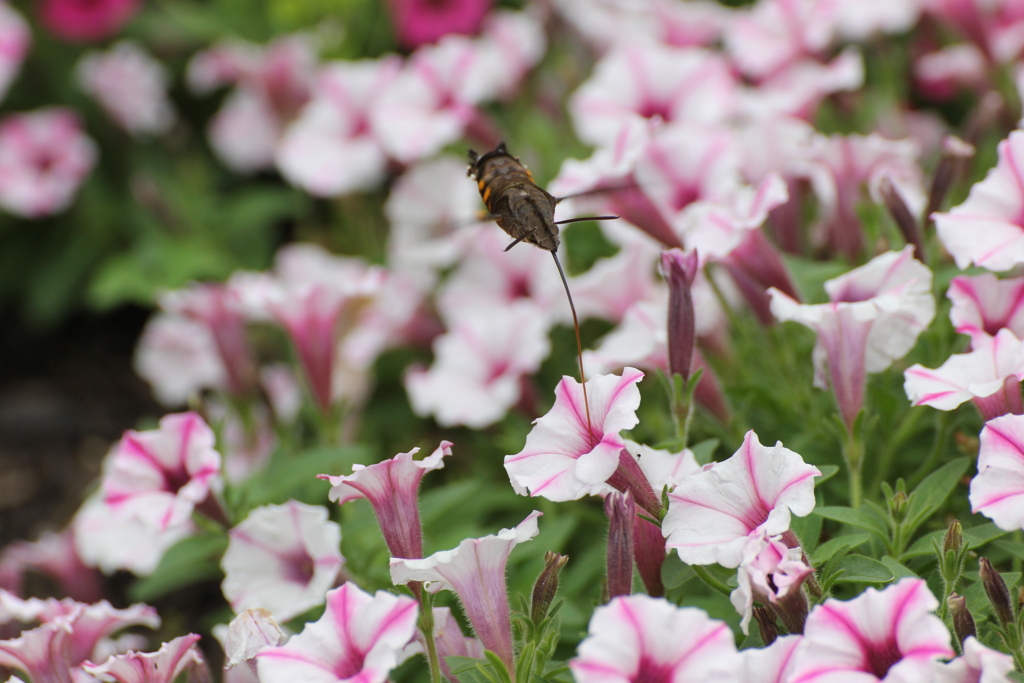 夏の花壇