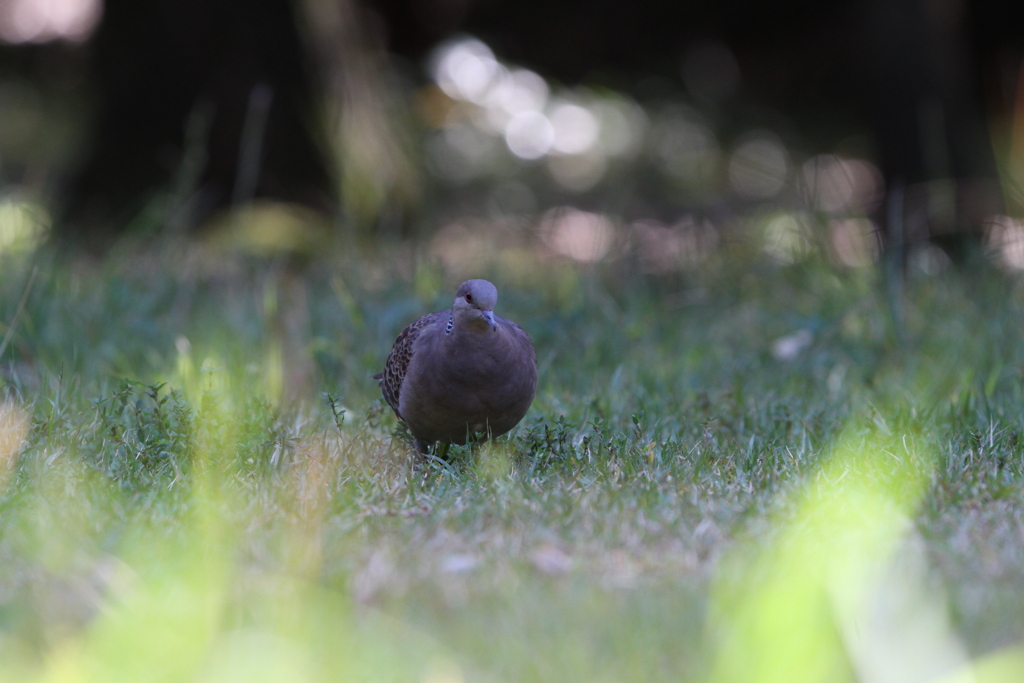 鳩