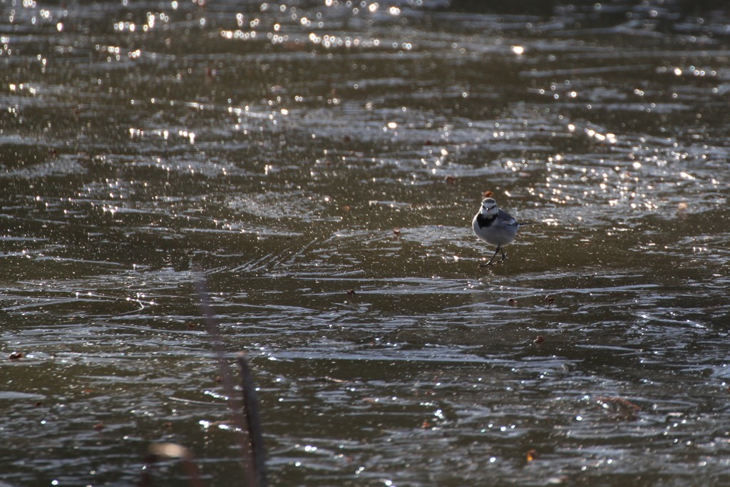 忍法を極める