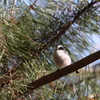 公園の野鳥達（エナガ）