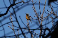 まん丸姿が可愛い