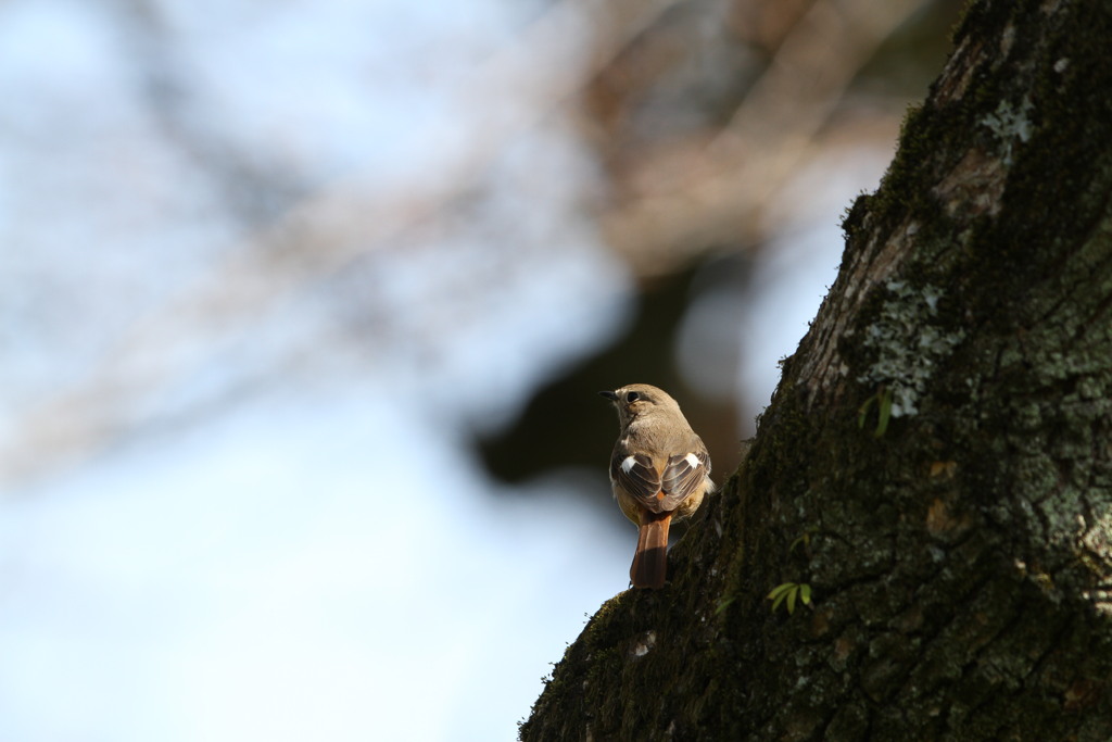 大阪城公園の野鳥（ジョウビタキ）