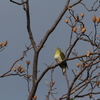 渡リ鳥達（アオバト）