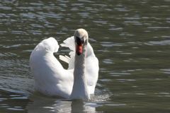 お堀の白鳥