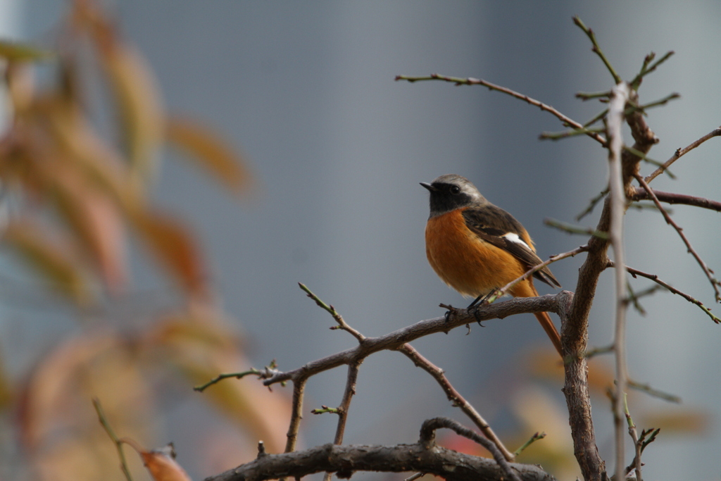 大阪城公園の野鳥達（ジョウビタキ）