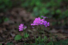 木陰の花