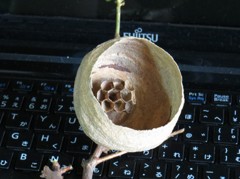 蜂の巣