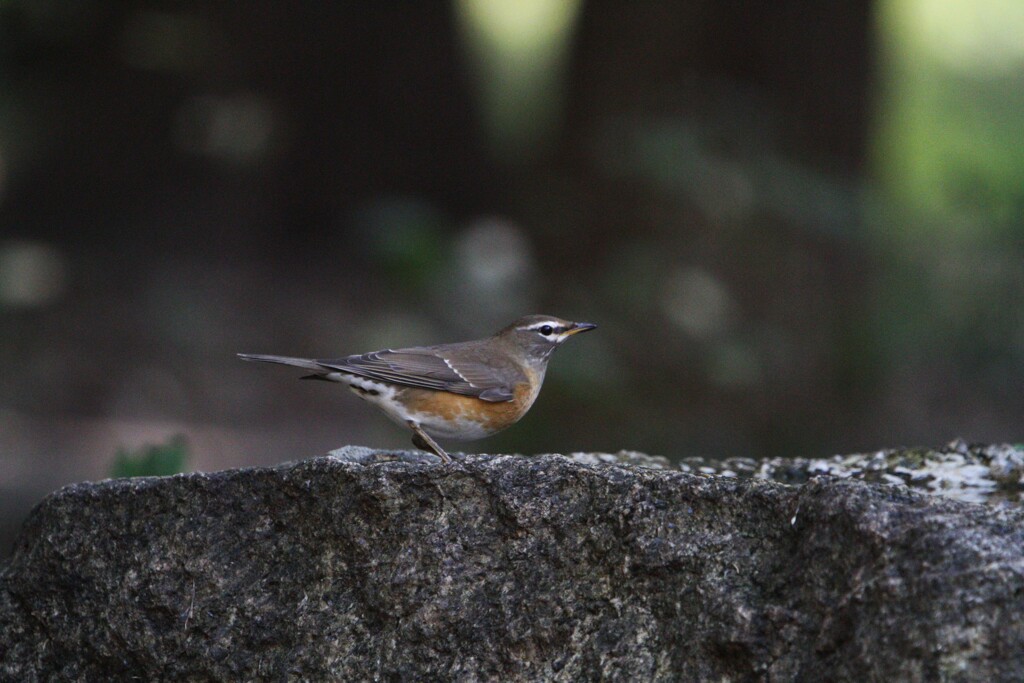 大阪城公園の野鳥達（マミチャジナイ）