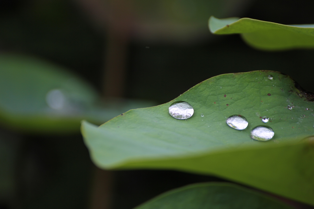 雨上がり