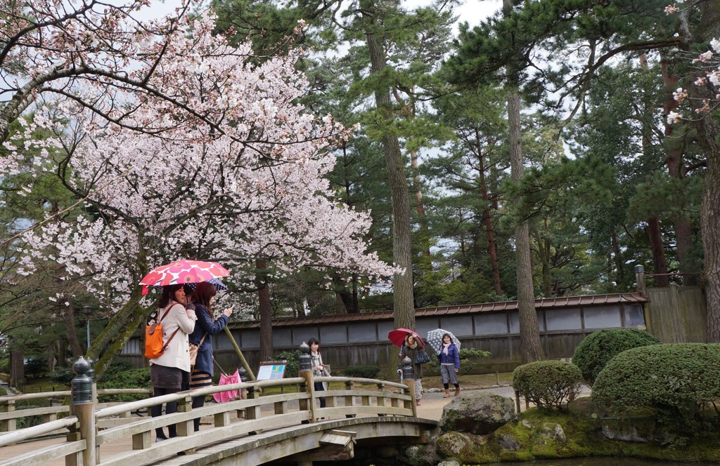 雨の兼六園