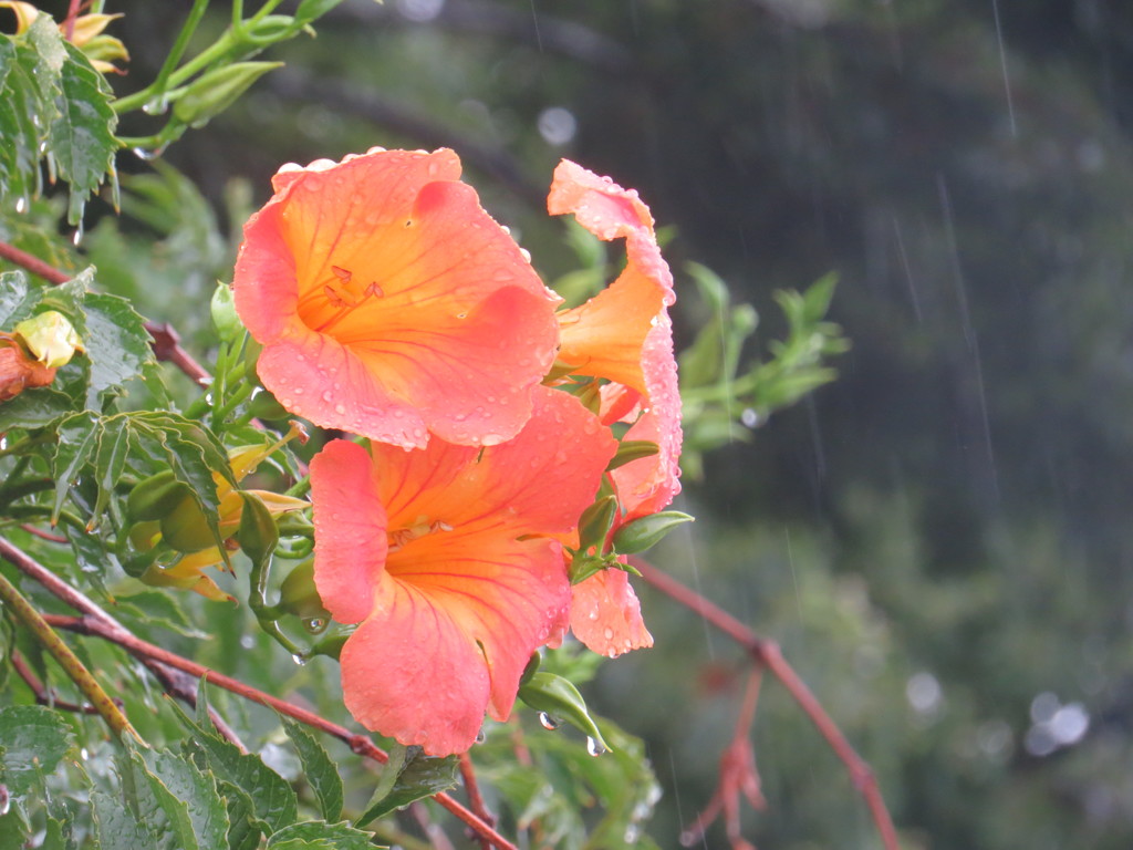 雨の緑地 
